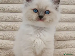 Ragdoll cats REDUCED Ragdall Gccf ChampionBloodlines - Advert 17