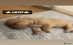 Mixed Breed dogs for sale: PUPPIES 4 SALE - Image 4