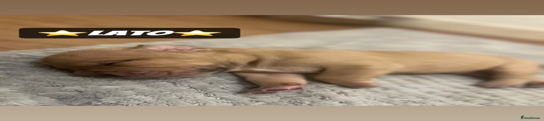 Mixed Breed Puppy 2