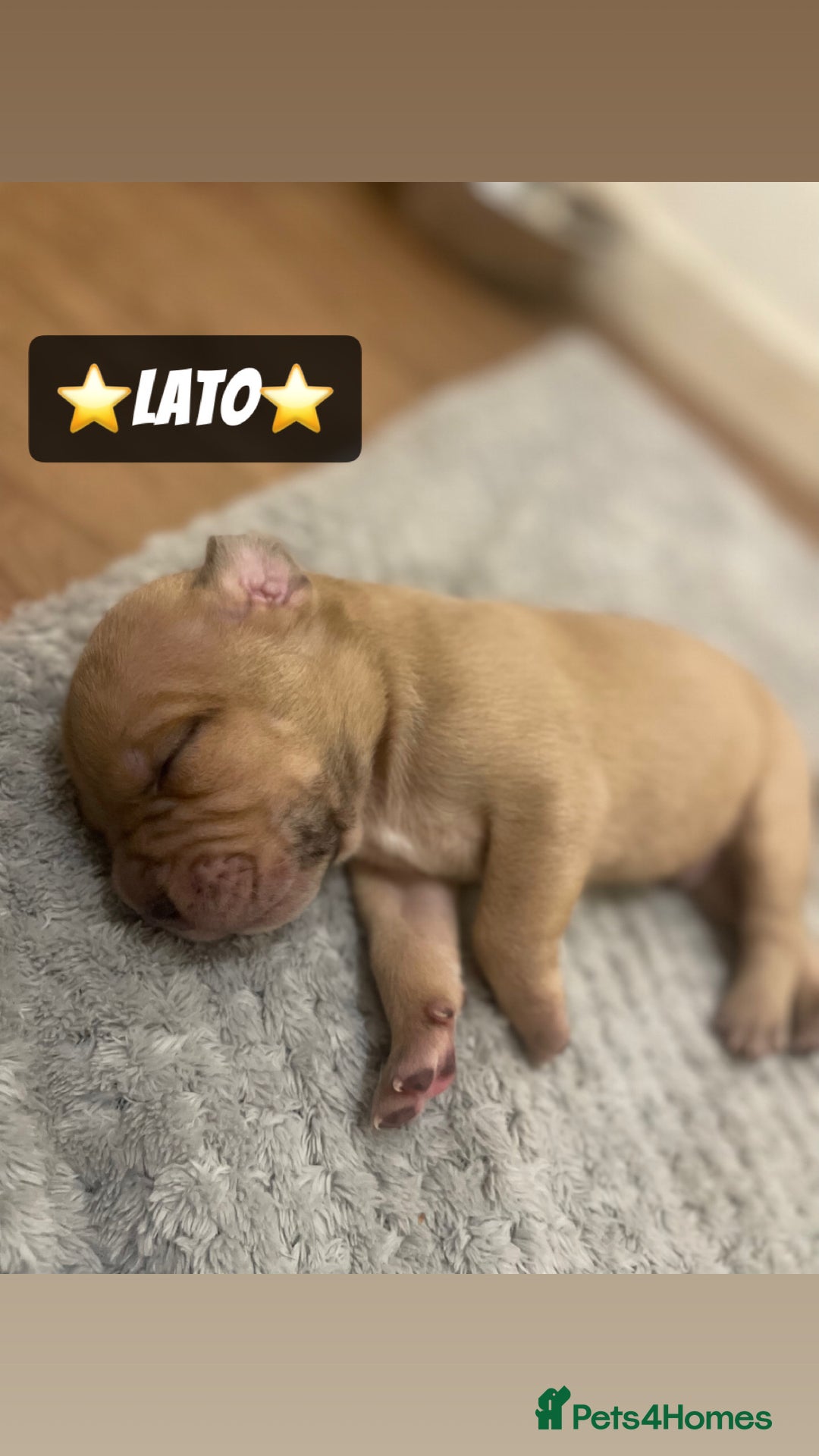 Mixed Breed dogs for sale: PUPPIES 4 SALE - Image 4