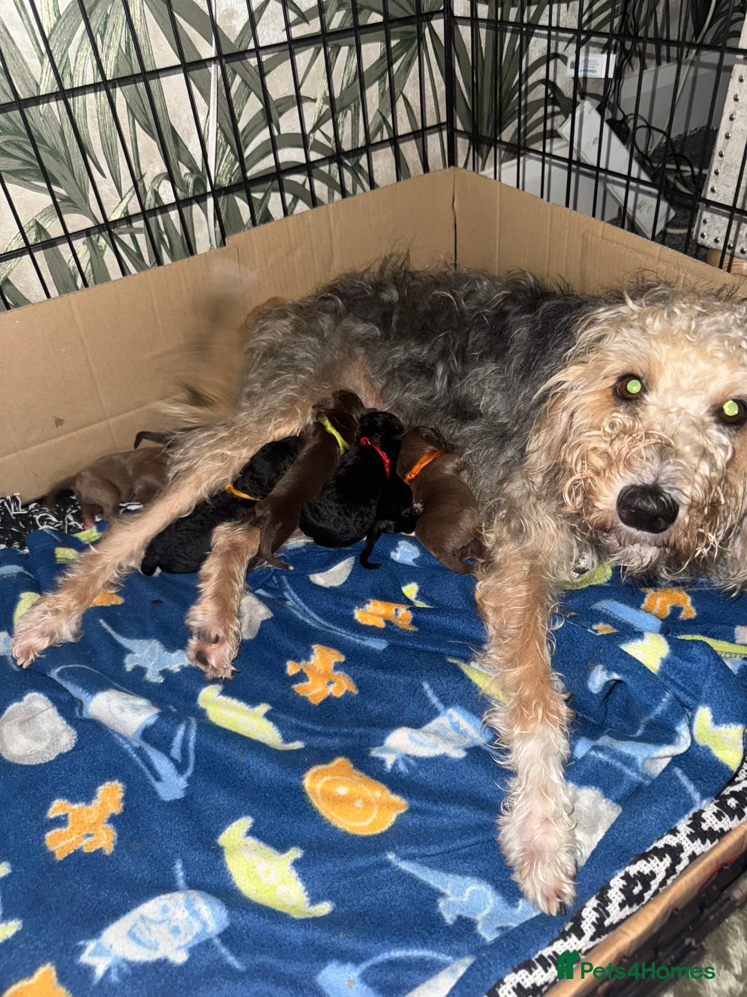 Bedlington Terrier dogs for sale: Bedlington whippet  - Advert 31