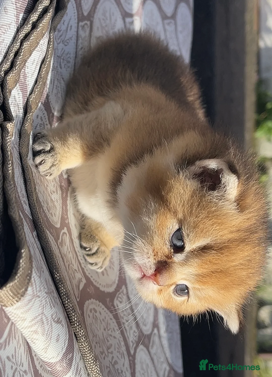 British Shorthair cats for sale: British shorthair kitten ready for loving home in Belfast - Advert 4