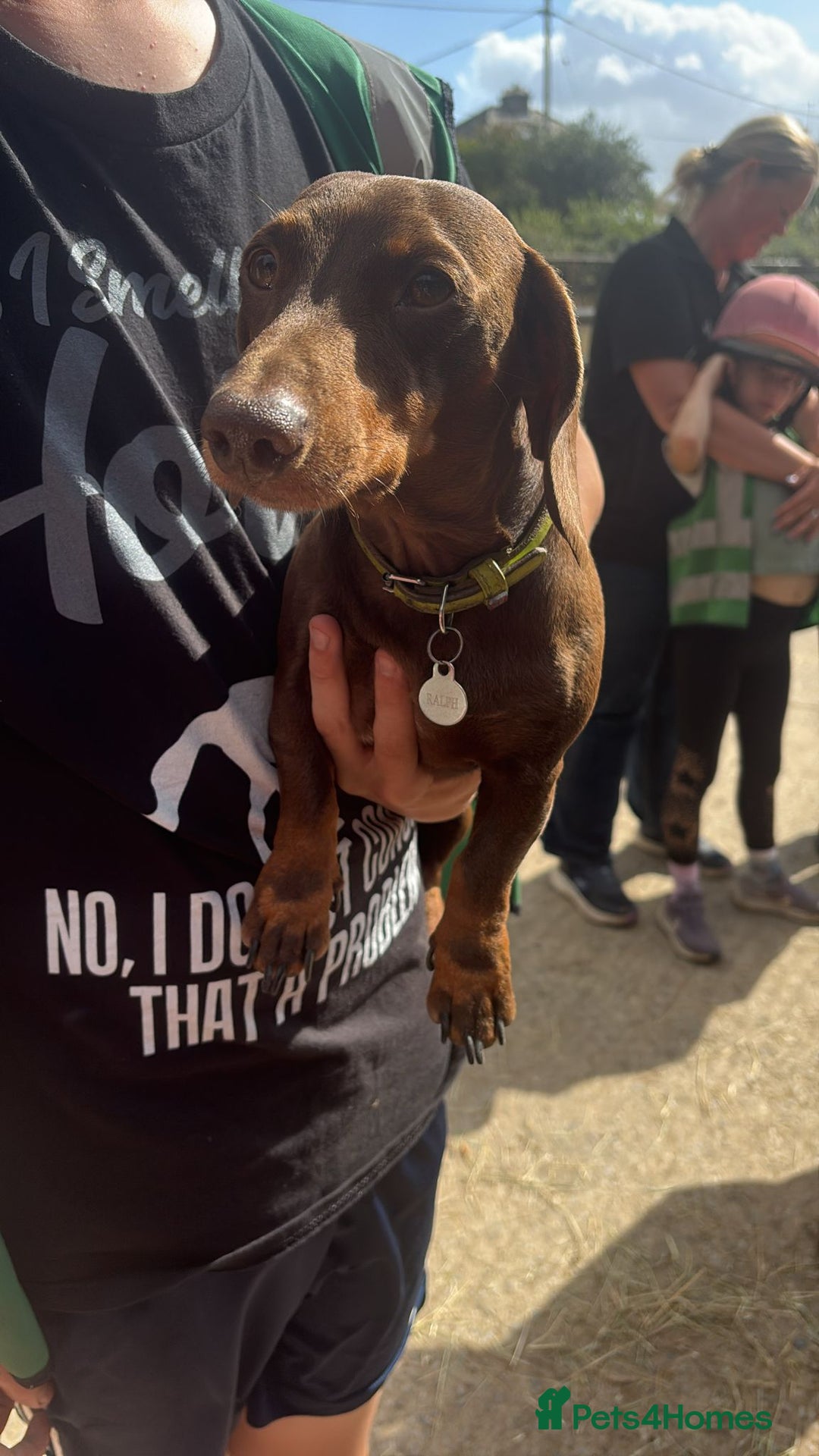 Miniature Dachshund dogs for sale: Beautiful Baby Sausages - Advert 19