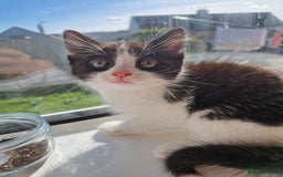 Domestic Shorthair cats for sale: Domestic shorthair kittens  - Image 5