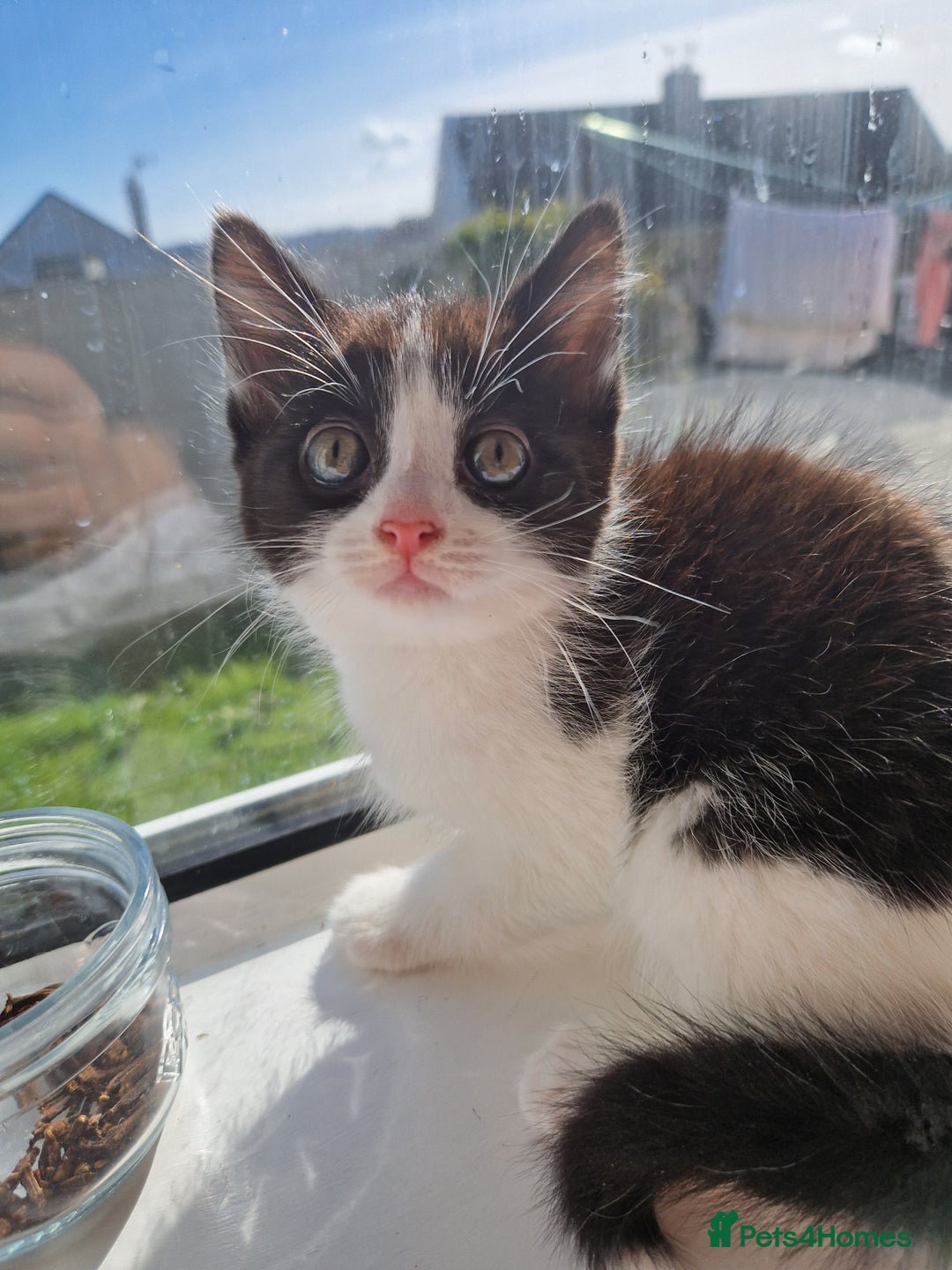 Domestic Shorthair cats for sale: Domestic shorthair kittens  - Image 5