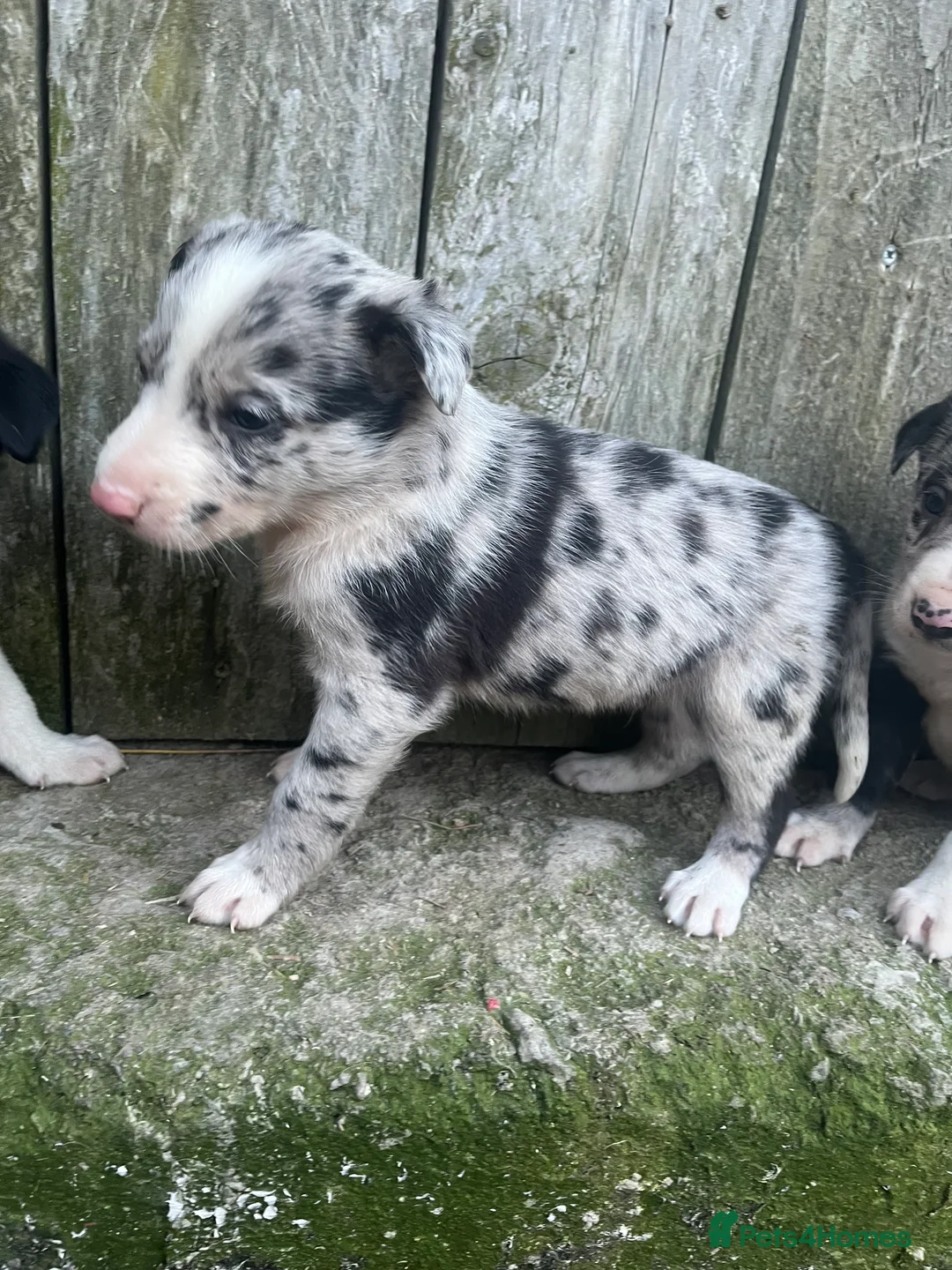 Mixed Breed dogs for sale: Border collie puppies - Advert 21
