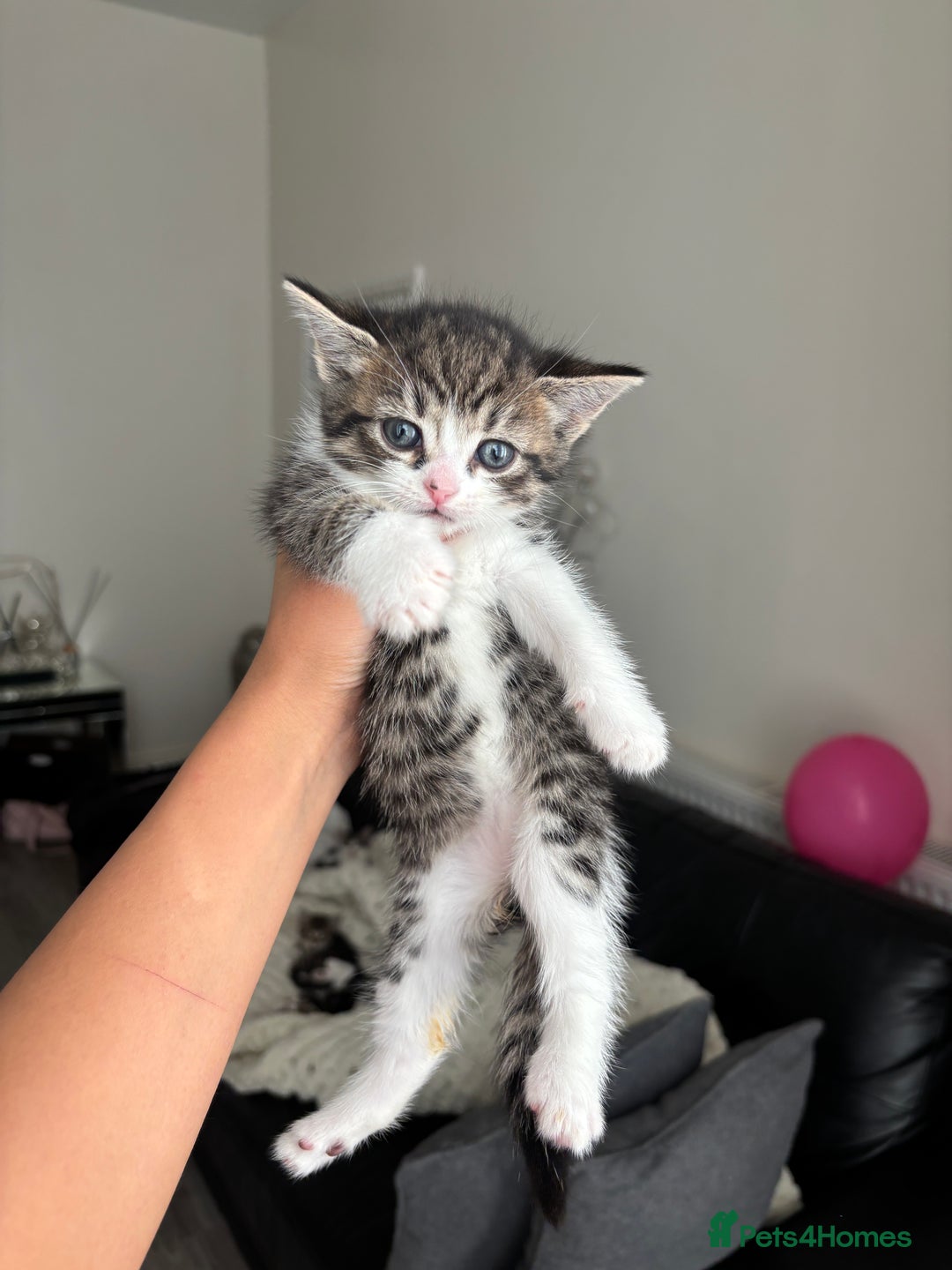 Domestic Shorthair cats for sale: 6 female kitten for sale - Image 2
