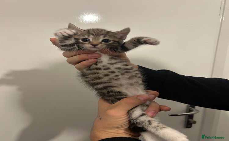 Bengal cats - Advert 13