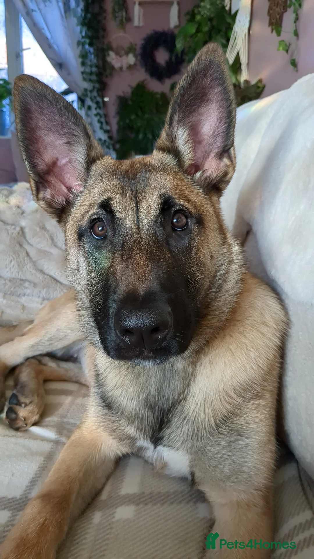 Belgian Shepherd Dog dogs for sale: Belgian malinois girl  - Advert 2