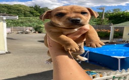 Jack Russell dogs for sale: jack russell boys - Image 3