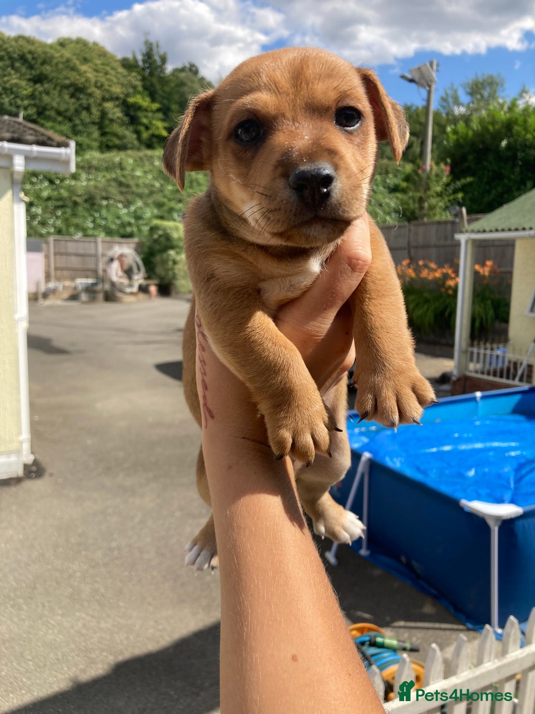 Jack Russell dogs for sale: jack russell boys - Image 3
