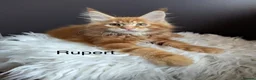 Maine Coon cats for sale: Outstanding Russia lines baby boys  - Advert 3