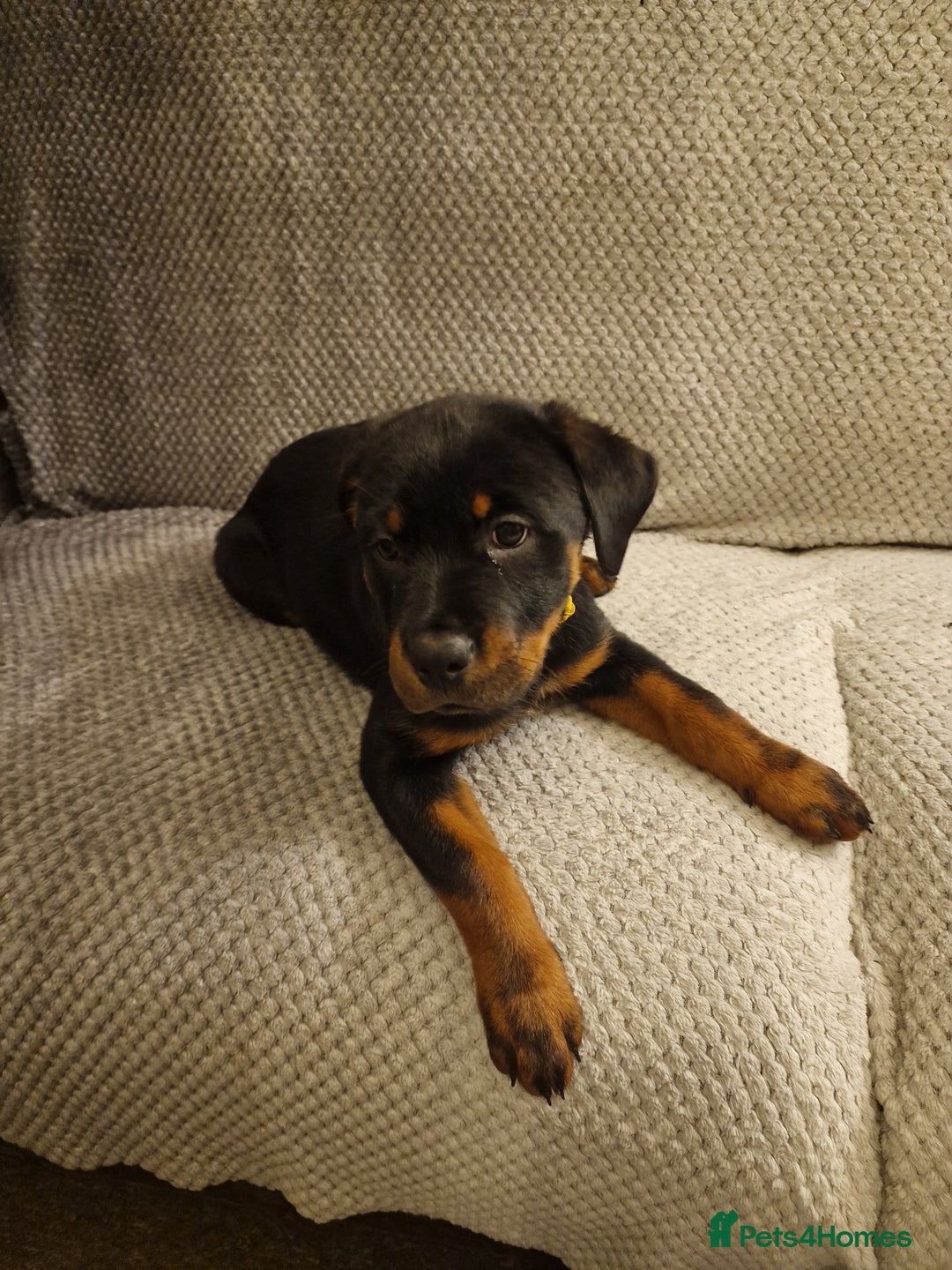 Rottweiler dogs for sale: 10 week old rottweiler female - Advert 7