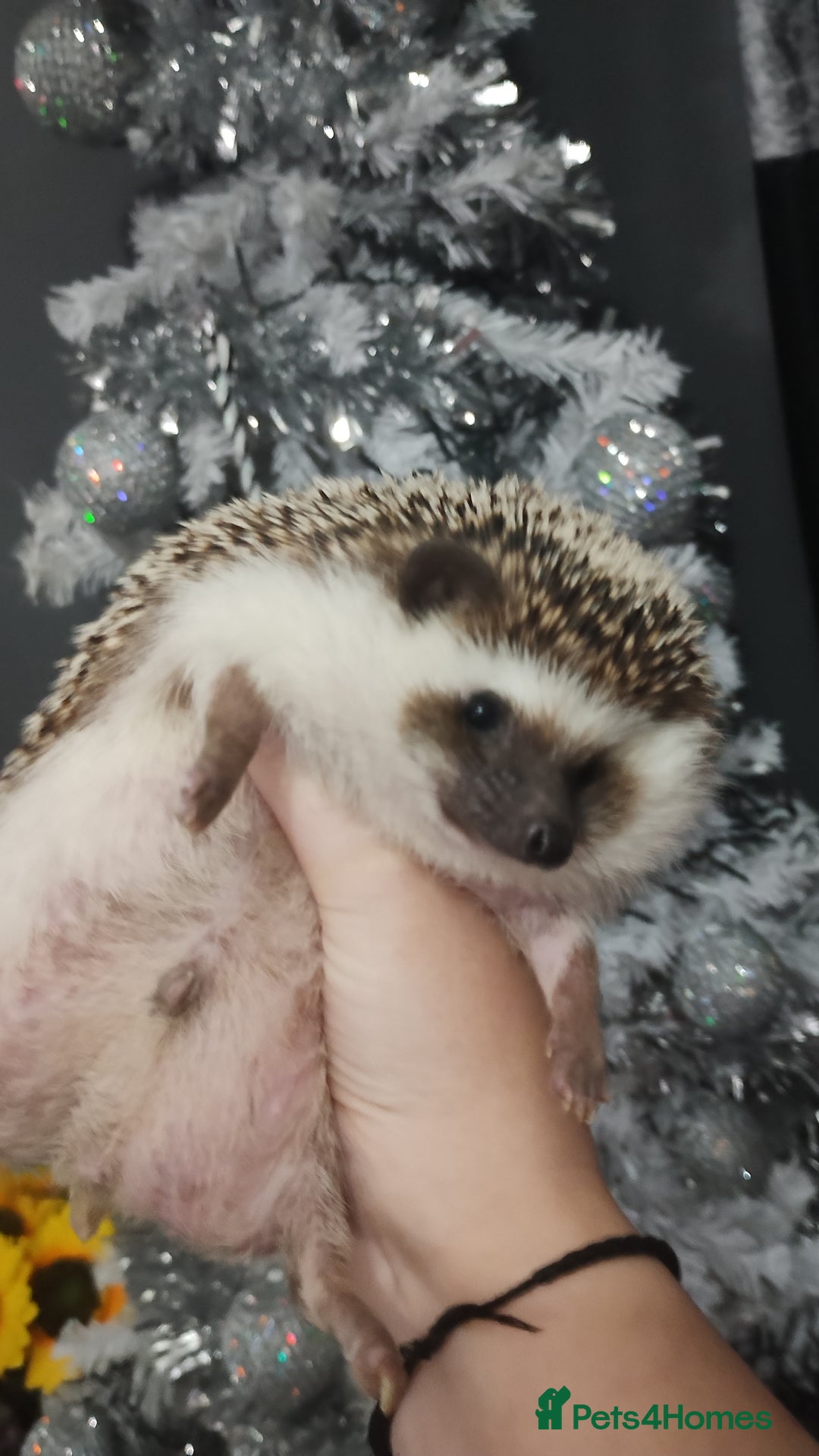 Pygmy Hedgehog rodents for sale: Chubby male hedgehog silly tame  - Advert 2