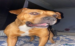 Mixed Breed dogs for sale: Brother and sister needing new homes  - Image 3