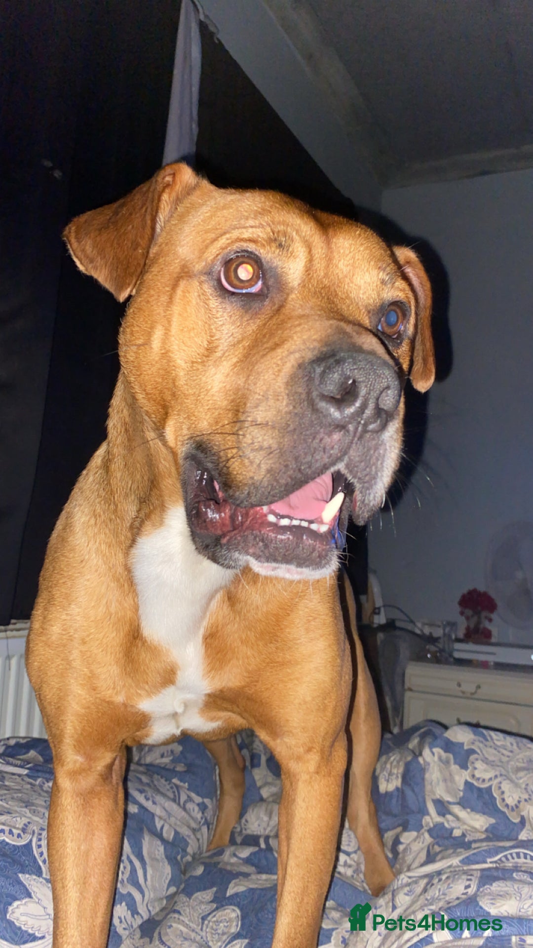 Mixed Breed dogs for sale: Brother and sister needing new homes  - Image 3
