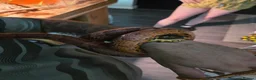 Corn Snake reptiles for sale: Bloodred corn snake  - Advert 4