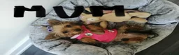 Yorkshire Terrier dogs for sale: Tiny Yorkshires puppies 😍 - Advert 7