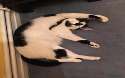 Domestic Shorthair cats for sale: Please help rehome Gary my ten your old pal. - Image 8