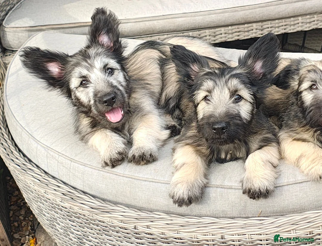 Skye Terrier dogs for sale: Two Beautiful Skye Terrier Puppies  - Advert 1