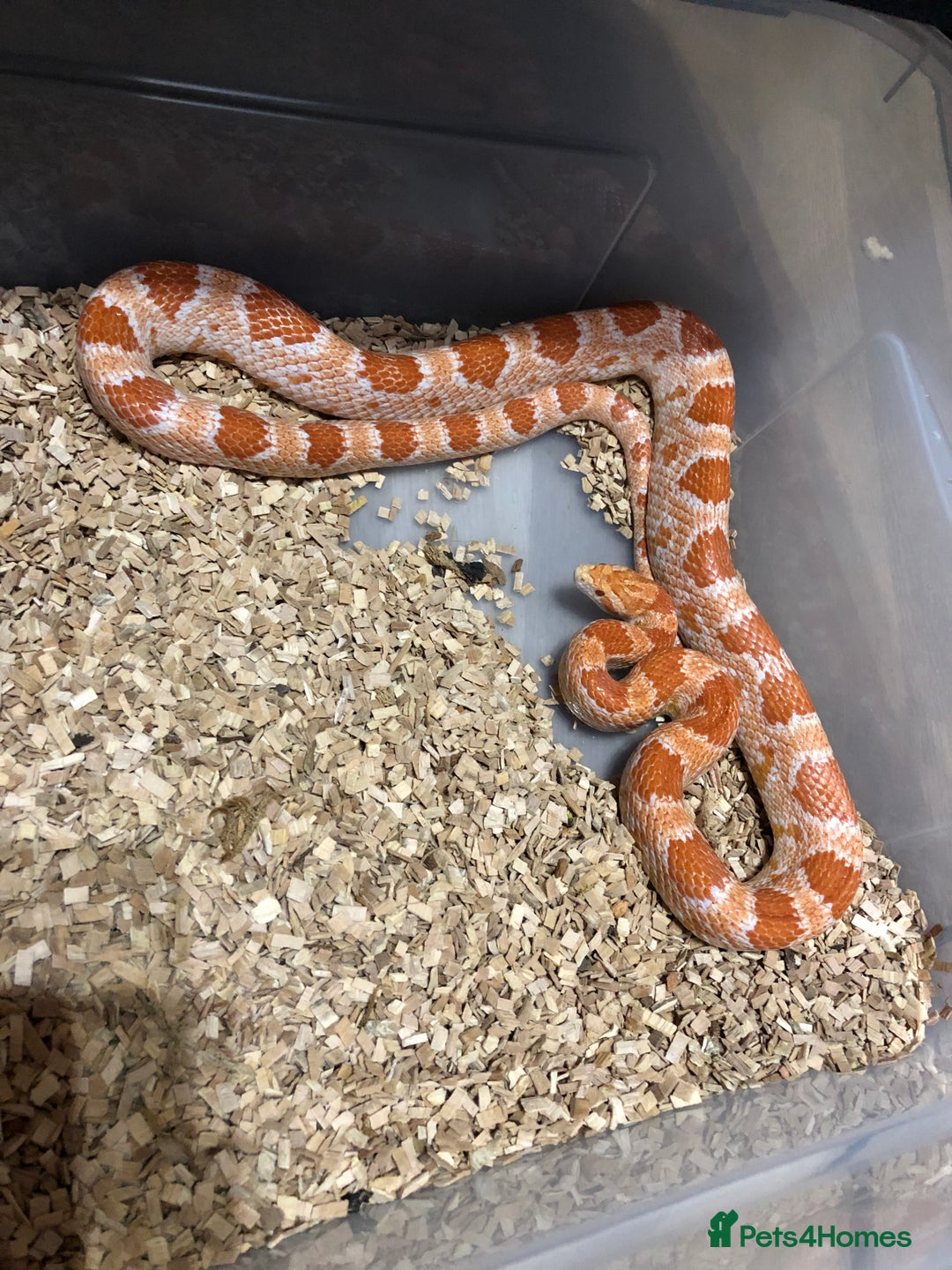 Snake reptiles for sale: Various snakes for sale - Advert 10
