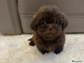 Shih Tzu dogs KC Registered Chocolate Imperial Shih Tzu Puppies - Advert 13