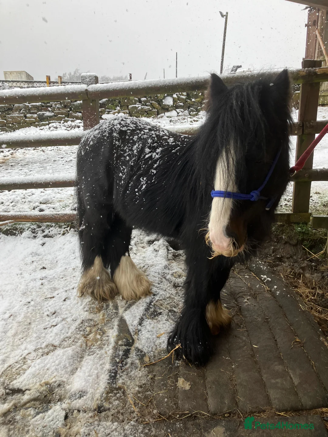 Other Breed horses for sale: Mini cob stallion - Advert 4