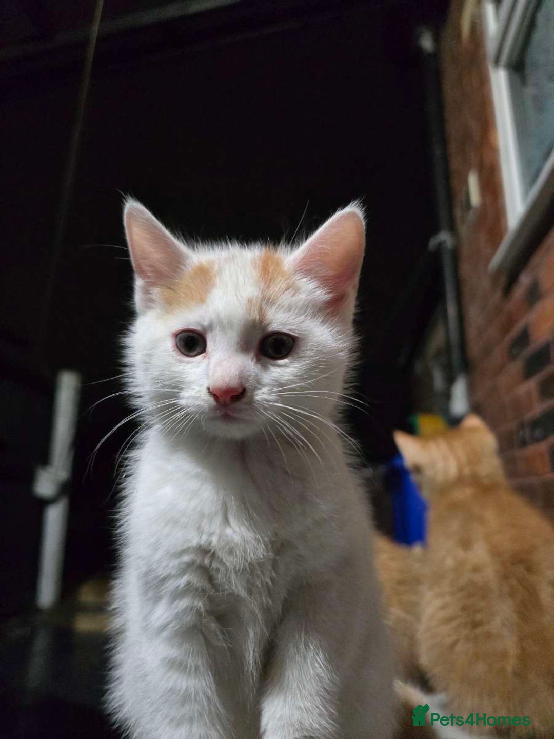 Mixed Breed cats for sale: 5 cute little kittens wanting a warm home.  - Advert 2