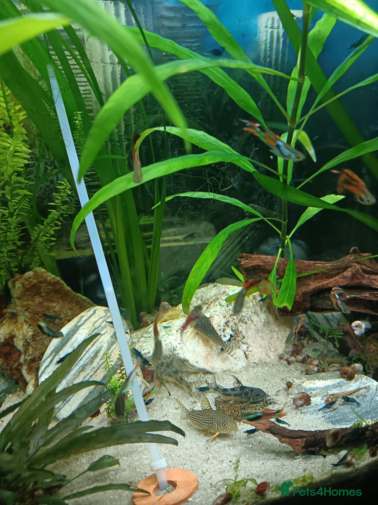 Plecos fish for sale: Guppy's and blue eyed lemons for sale - Advert 1