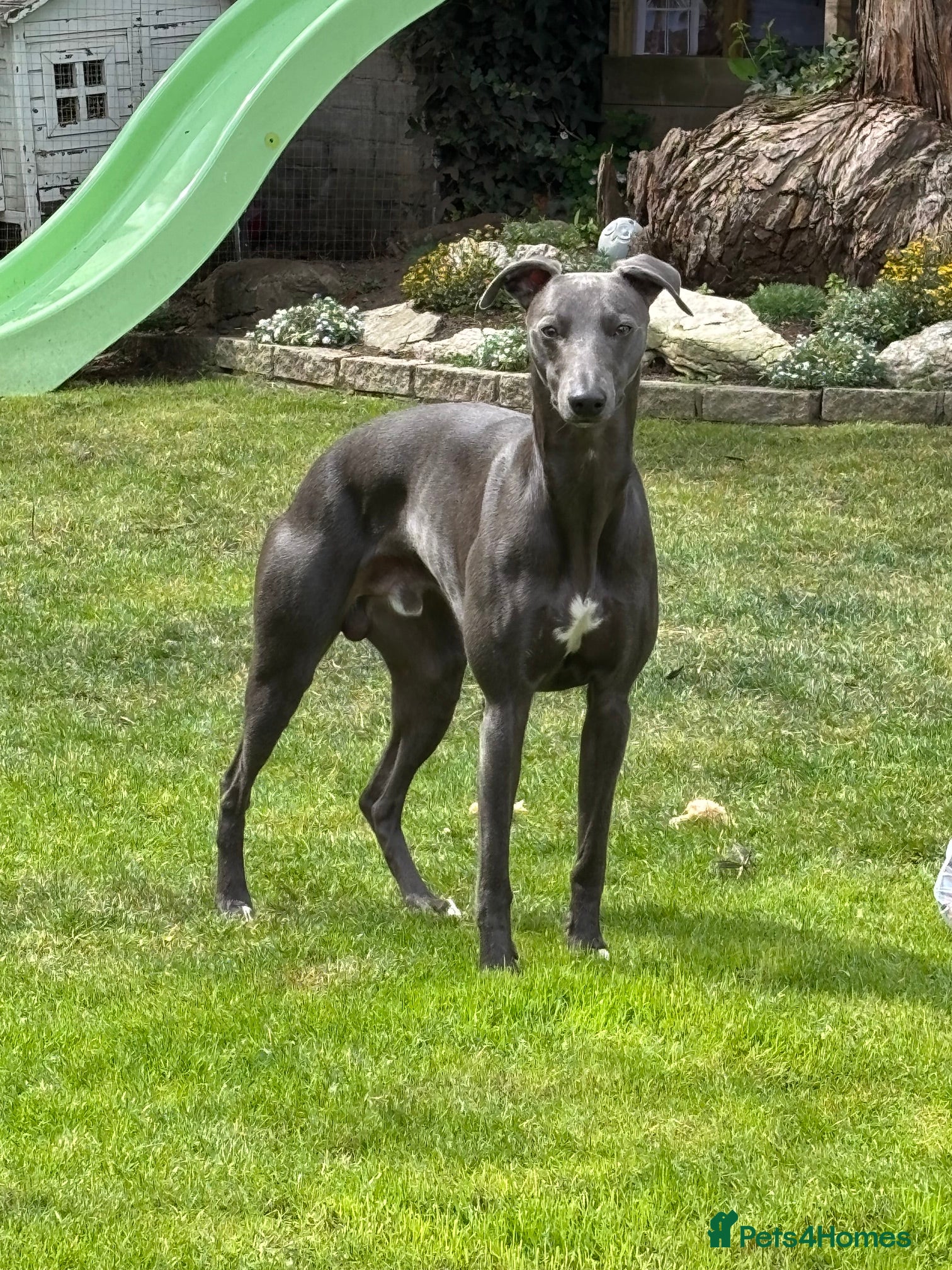 Whippet dogs "Beau" - Stunning blue whippet - New to stud - Advert 1