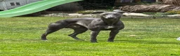 Whippet dogs for stud: "Beau" - Stunning blue whippet - New to stud in Preston - Advert 1