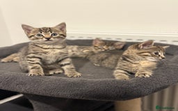 Mixed Breed cats for sale: 4 beautiful tabby kittens for sale  - Image 11
