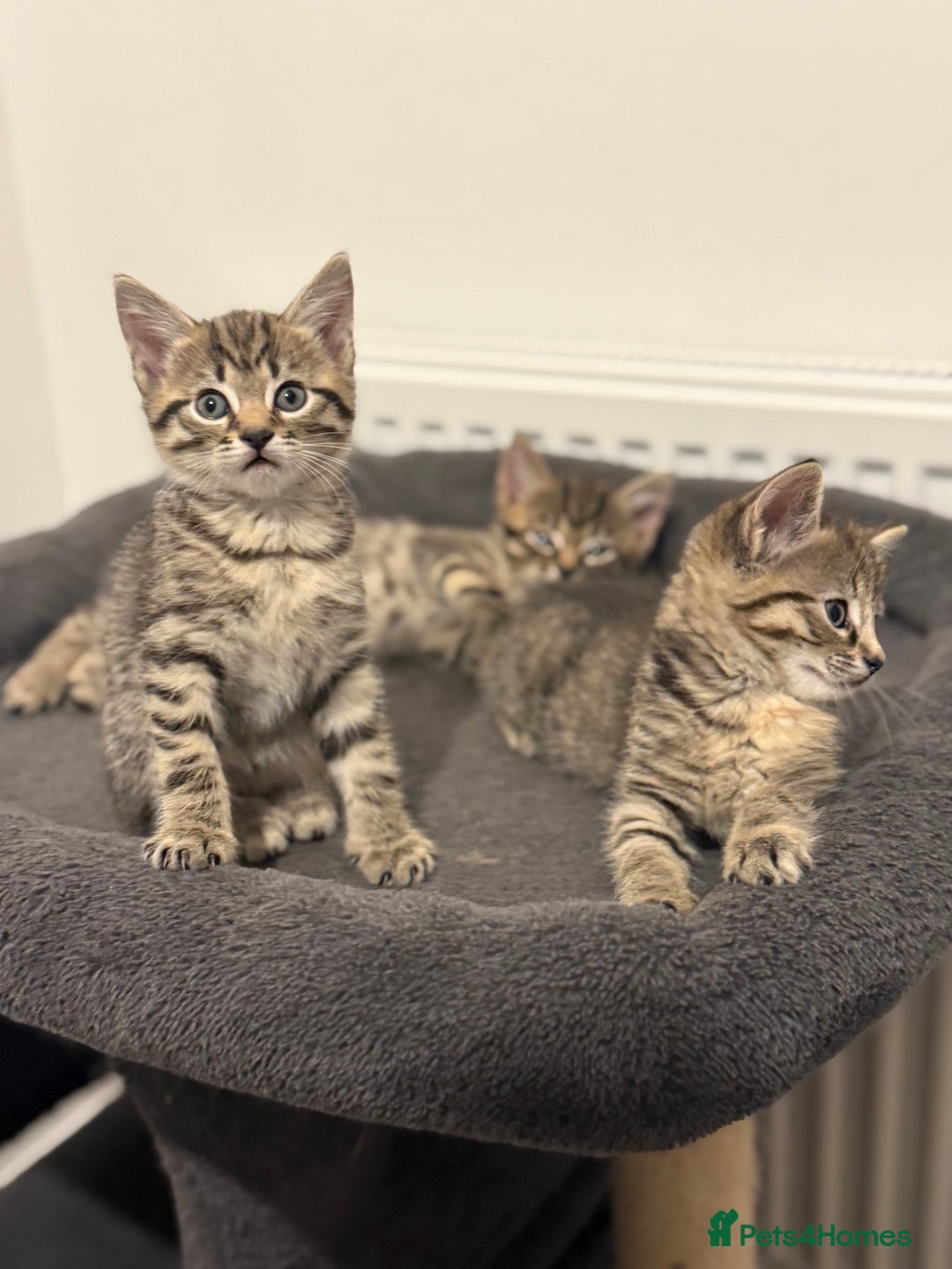 Mixed Breed cats for sale: 4 beautiful tabby kittens for sale  - Image 11