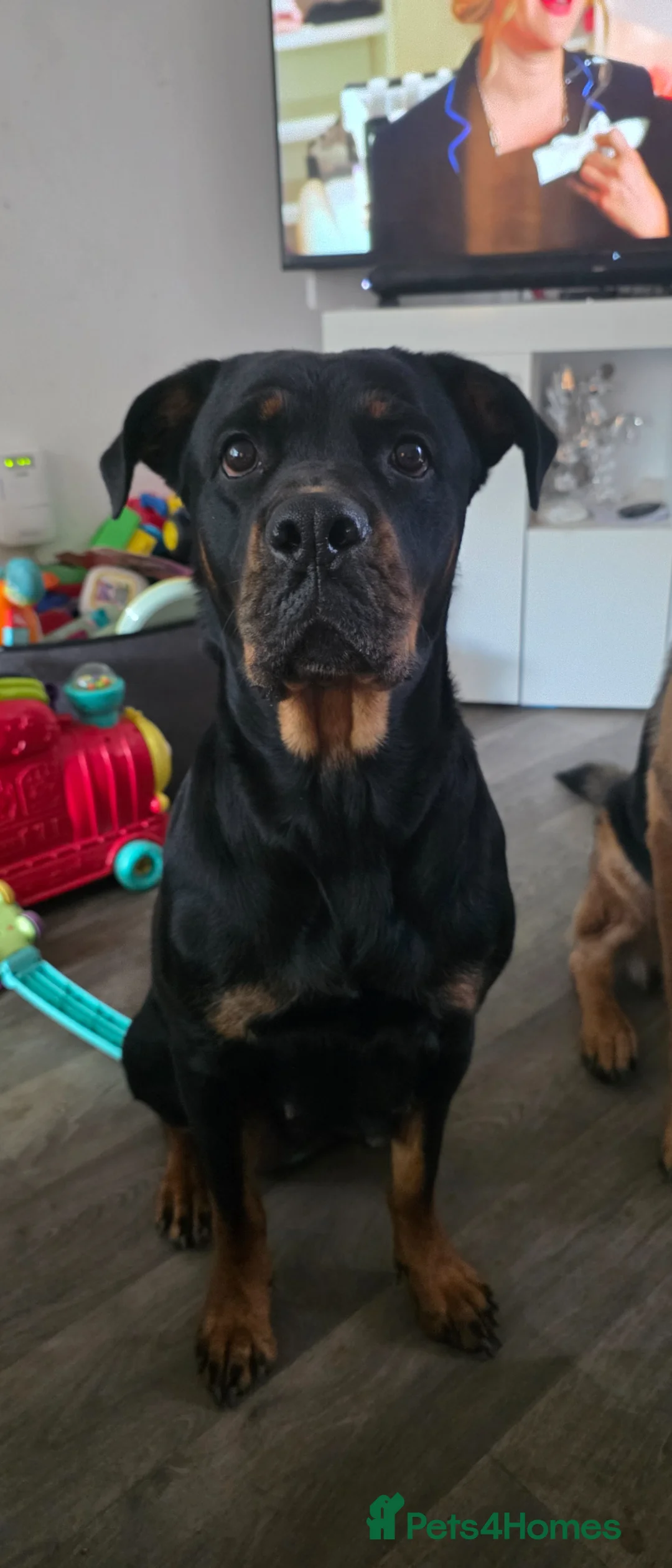 Mixed Breed dogs for sale: Beautiful rottweiler × german shepherd puppies  - Advert 1