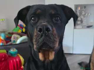 Mixed Breed dogs Beautiful rottweiler × german shepherd puppies - Advert 1