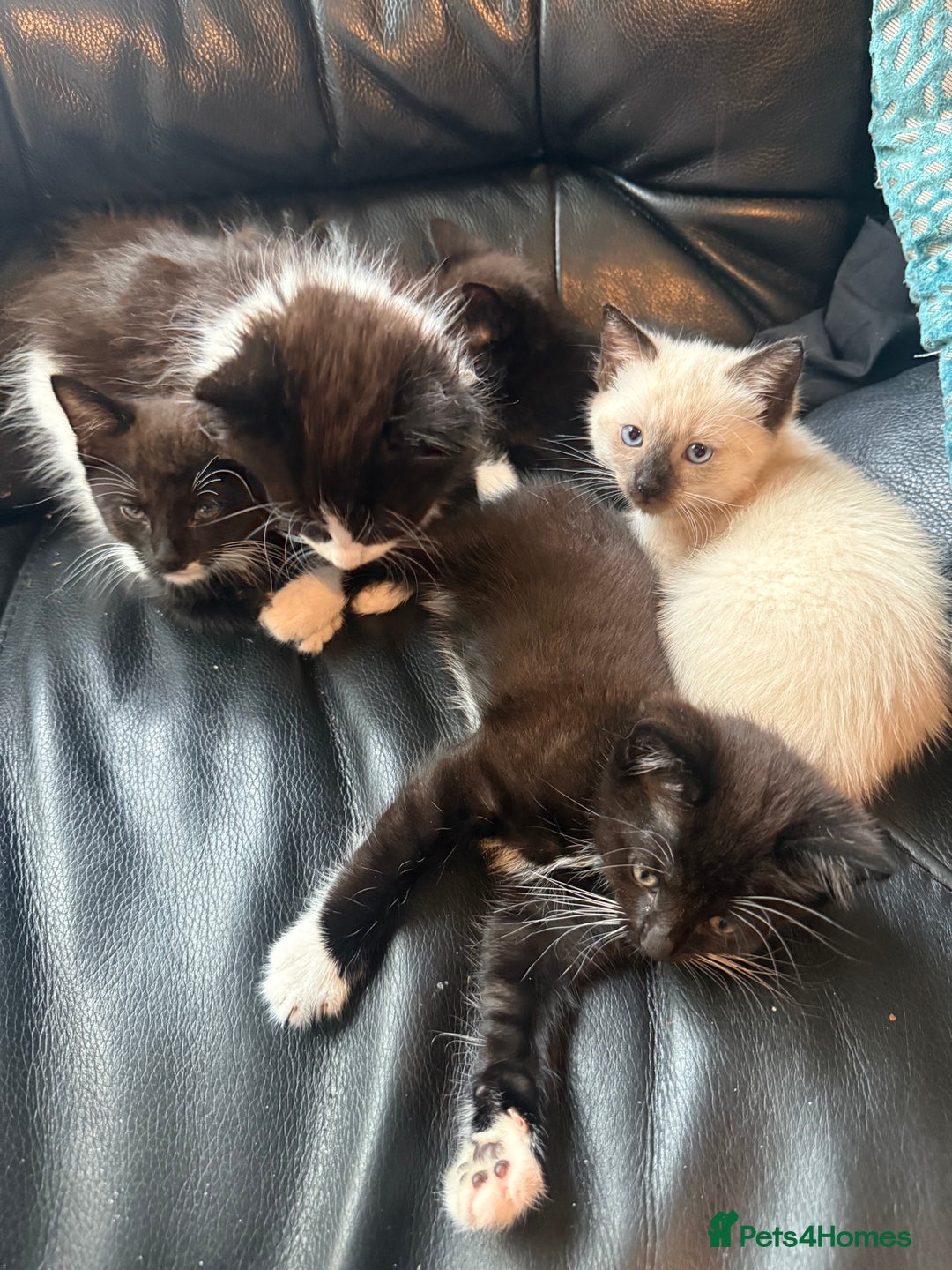 Mixed Breed cats for sale: tuxedo ghost tabby kittens - Image 5