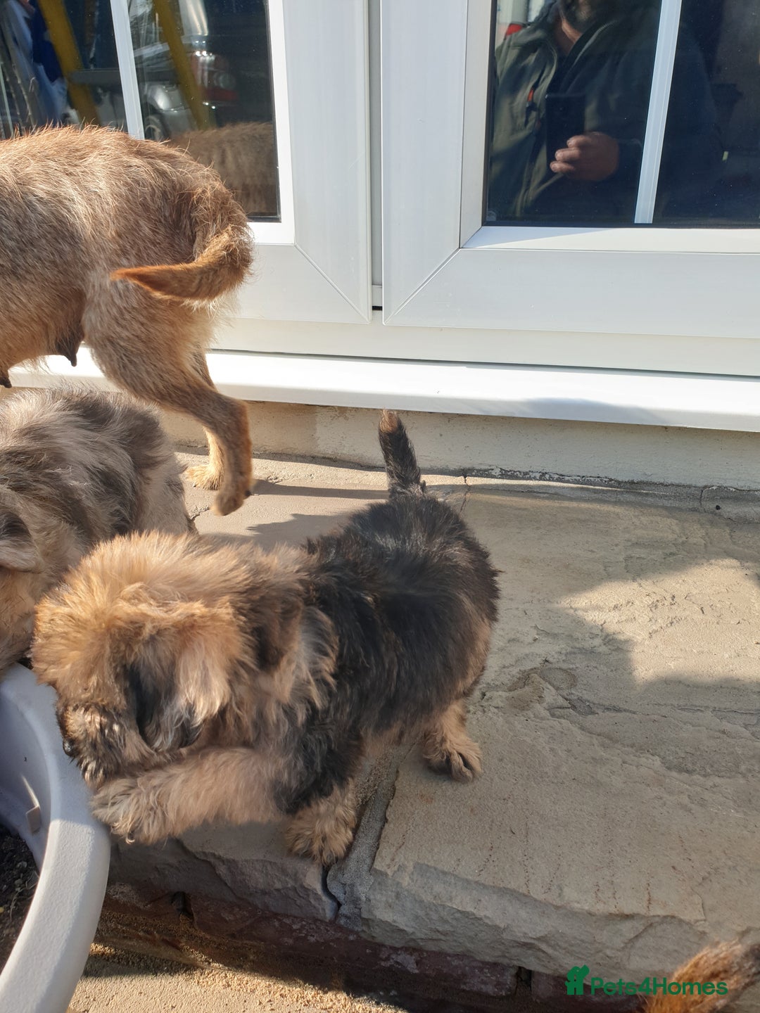 Mixed Breed dogs for sale: Border Terrier x miniature Poodle  - Image 31