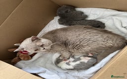 British Shorthair cats for sale: ✨ GCCF/TICA Stunning BSH Kittens – Blue&Bicolour ✨ - Image 12