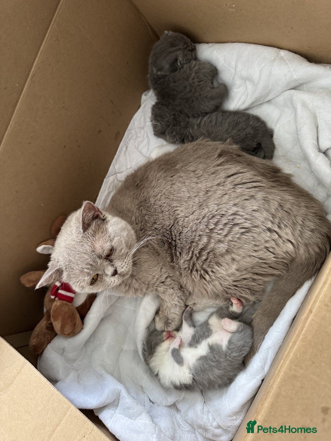 British Shorthair cats for sale: ✨ GCCF/TICA Stunning BSH Kittens – Blue&Bicolour ✨ - Image 12