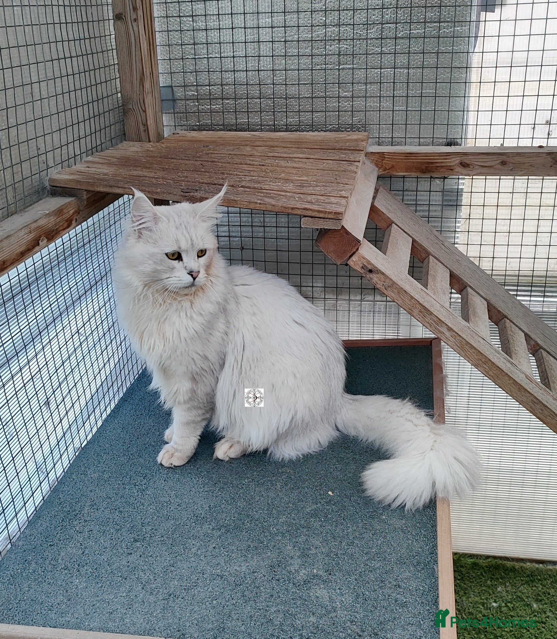 Maine Coon cats Very affectionate silver shell boy  - Advert 2