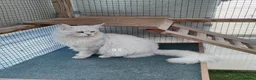 Maine Coon cats for sale: Very affectionate silver shell boy  - Advert 2