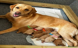 Labrador Retriever dogs for sale: Champion Bloodlines KC Labrador Retriever Puppies - Image 9