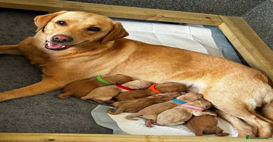 Labrador Retriever dogs - Advert 5