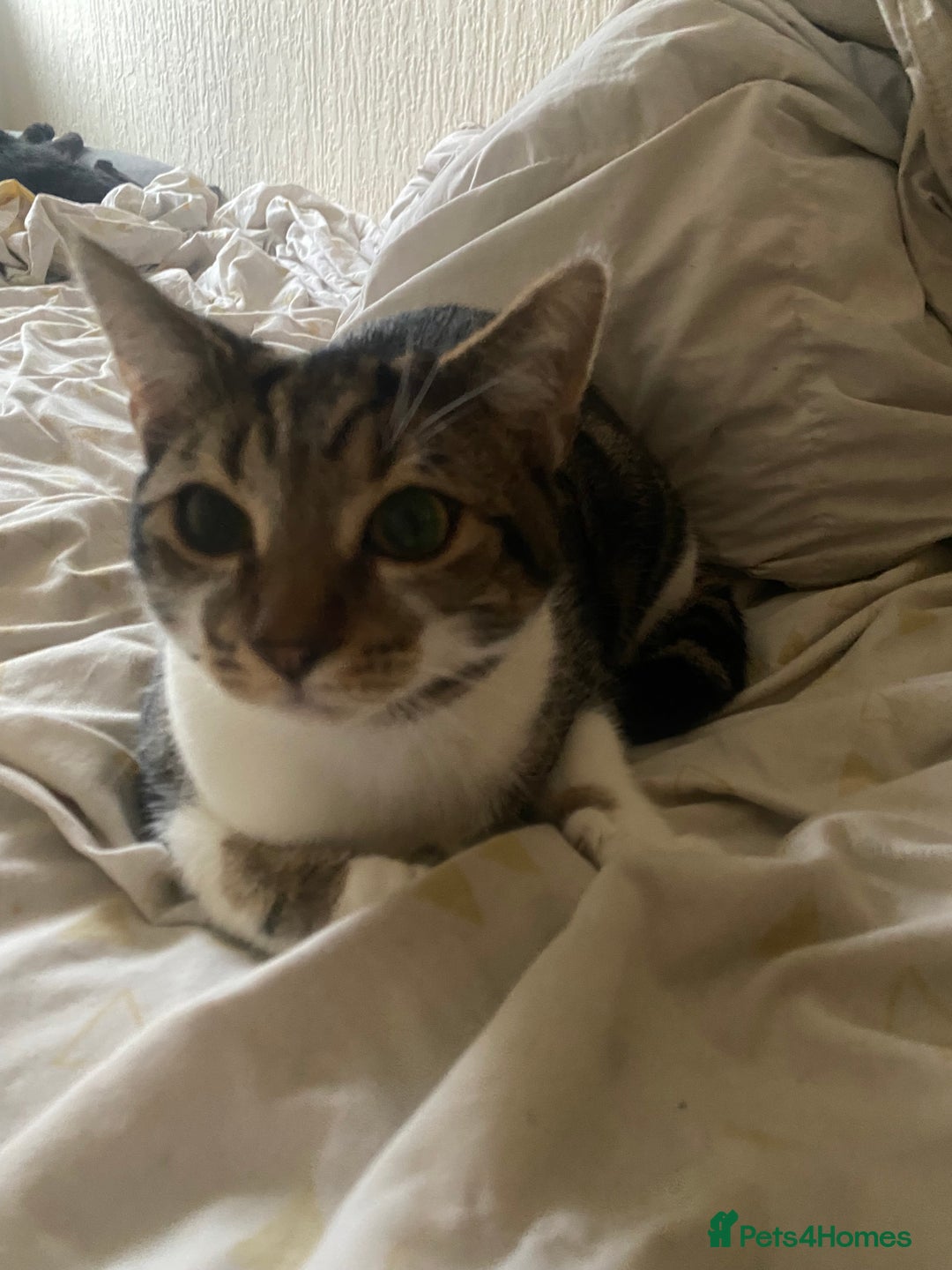 Domestic Shorthair cats for sale: 2 male kittens for rehome together 9 months old - Advert 5