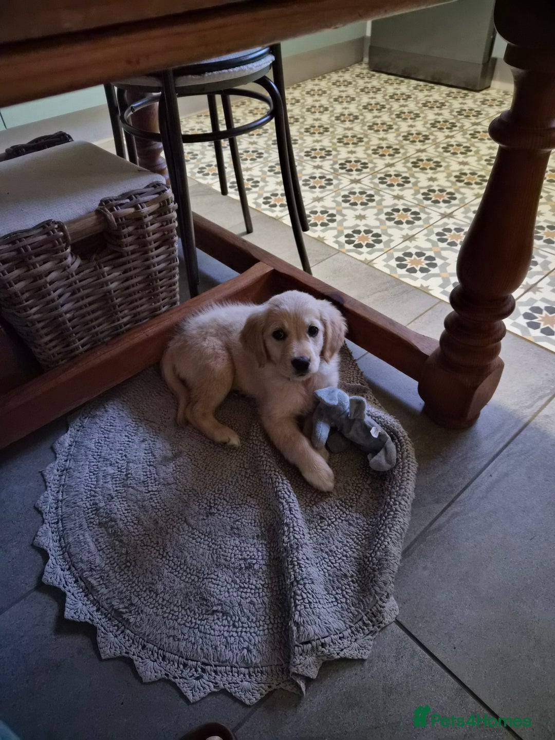 Golden Retriever dogs for sale: Golden retriever - Image 5