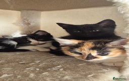 Mixed Breed cats for sale: Kittens  - Image 4