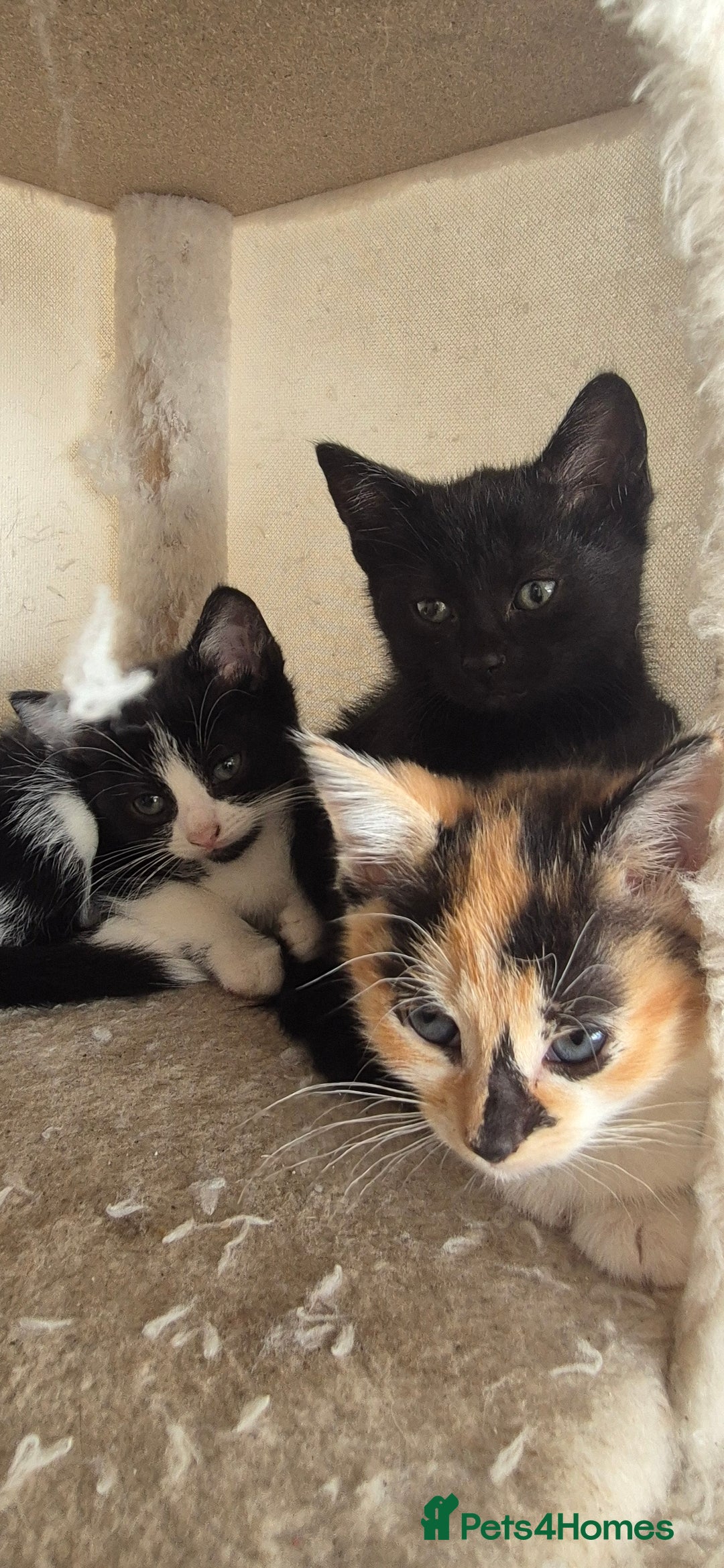 Mixed Breed cats for sale: Kittens  - Image 4