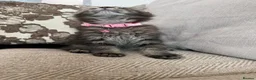Maine Coon cats for sale: Pure Maincoon kittens in Birmingham - Advert 5