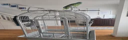 Parrots birds for sale: Blue-fronted Amazon Parrot with Large Cage in Hounslow - Advert 5