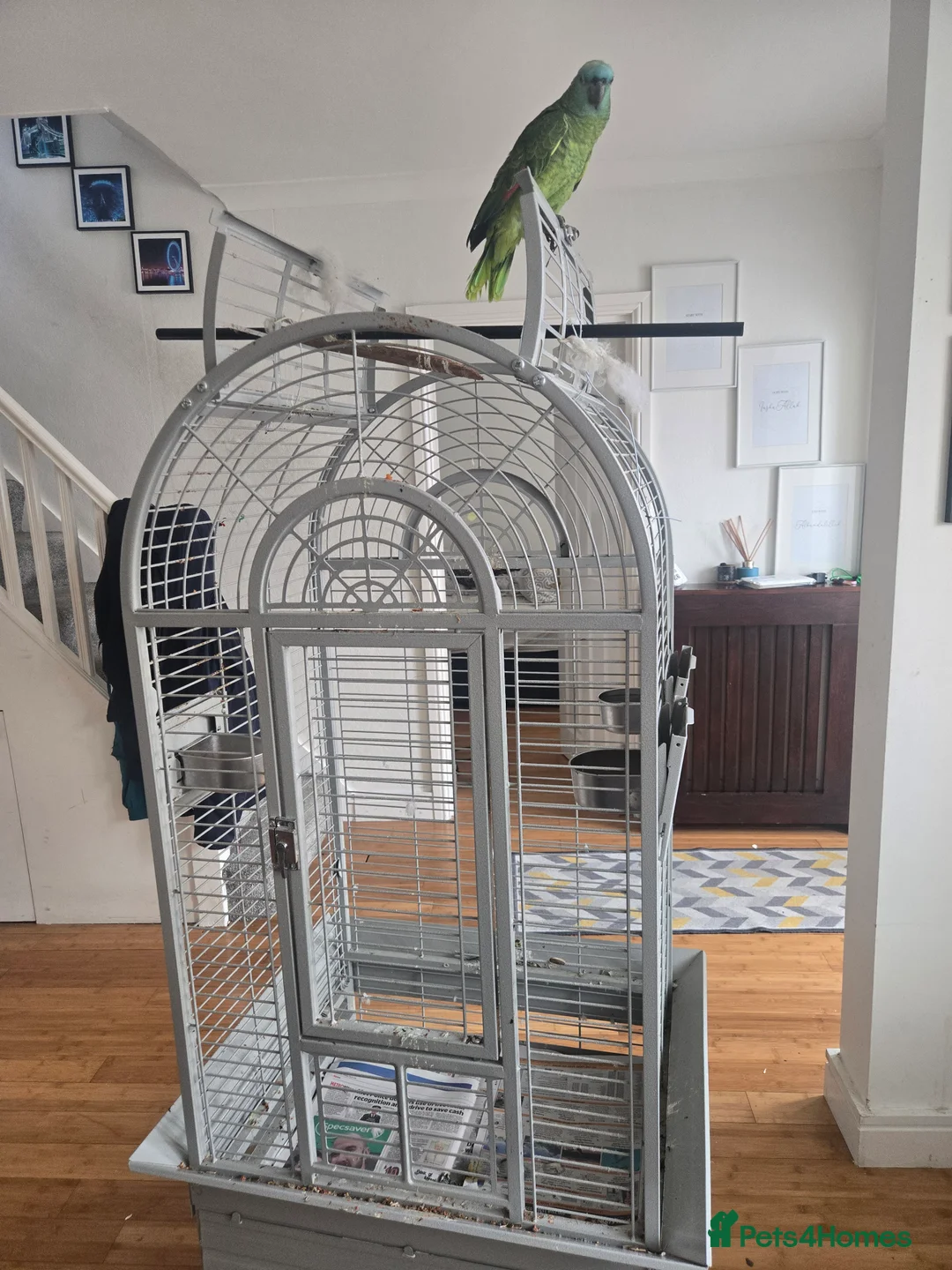 Parrots birds for sale: Blue-fronted Amazon Parrot with Large Cage in Hounslow - Advert 5